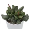 Adromischus Cooperi - 6cm