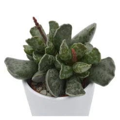 Adromischus Cooperi - 6cm
