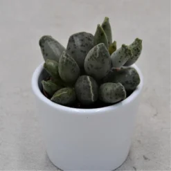 Adromischus Cooperi Var. Festivus - 6cm