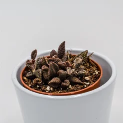 Adromischus Marianiae Cv. Coffee Bean - 8,5cm