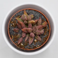 Adromischus Marianiae Var. Antidorcatum - 8,5cm