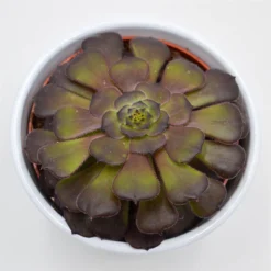 Aeonium Arboreum Velours - 10,5cm