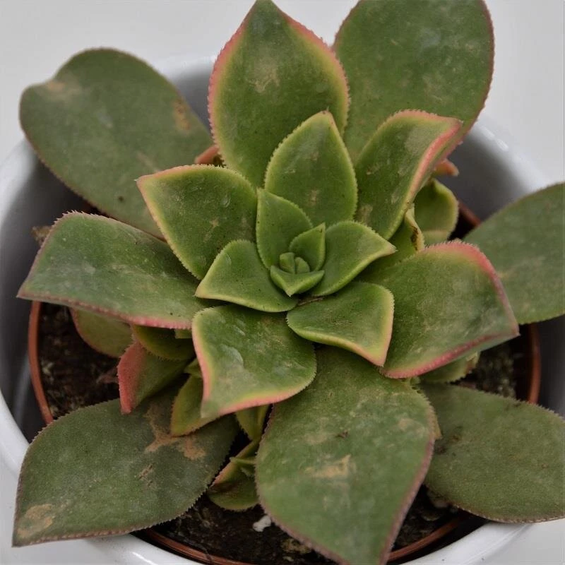 Aeonium Kiwi - 8,5cm 2 Aeonium Kiwi - 8,5cm – Bild 2