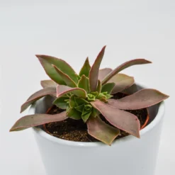 Aeonium Leucoblepharum - 8,5cm