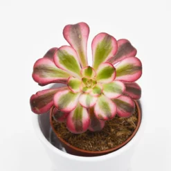 Aeonium Medusa - 8,5cm
