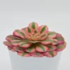 Aeonium Pink Witch- 12cm