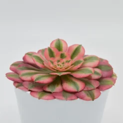 Aeonium Pink Witch- 12cm