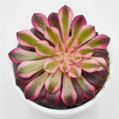 Pflanzfreu Verkaufsgeschäft -Pflanzfreu Verkaufsgeschäft aeonium red copper 8cm