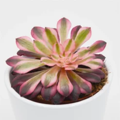 Aeonium Red Copper - 8,5cm