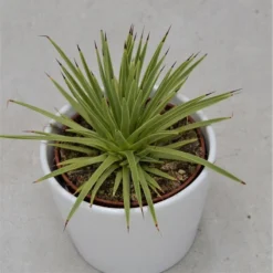 Agave Striata V. Nana - 10,5cm