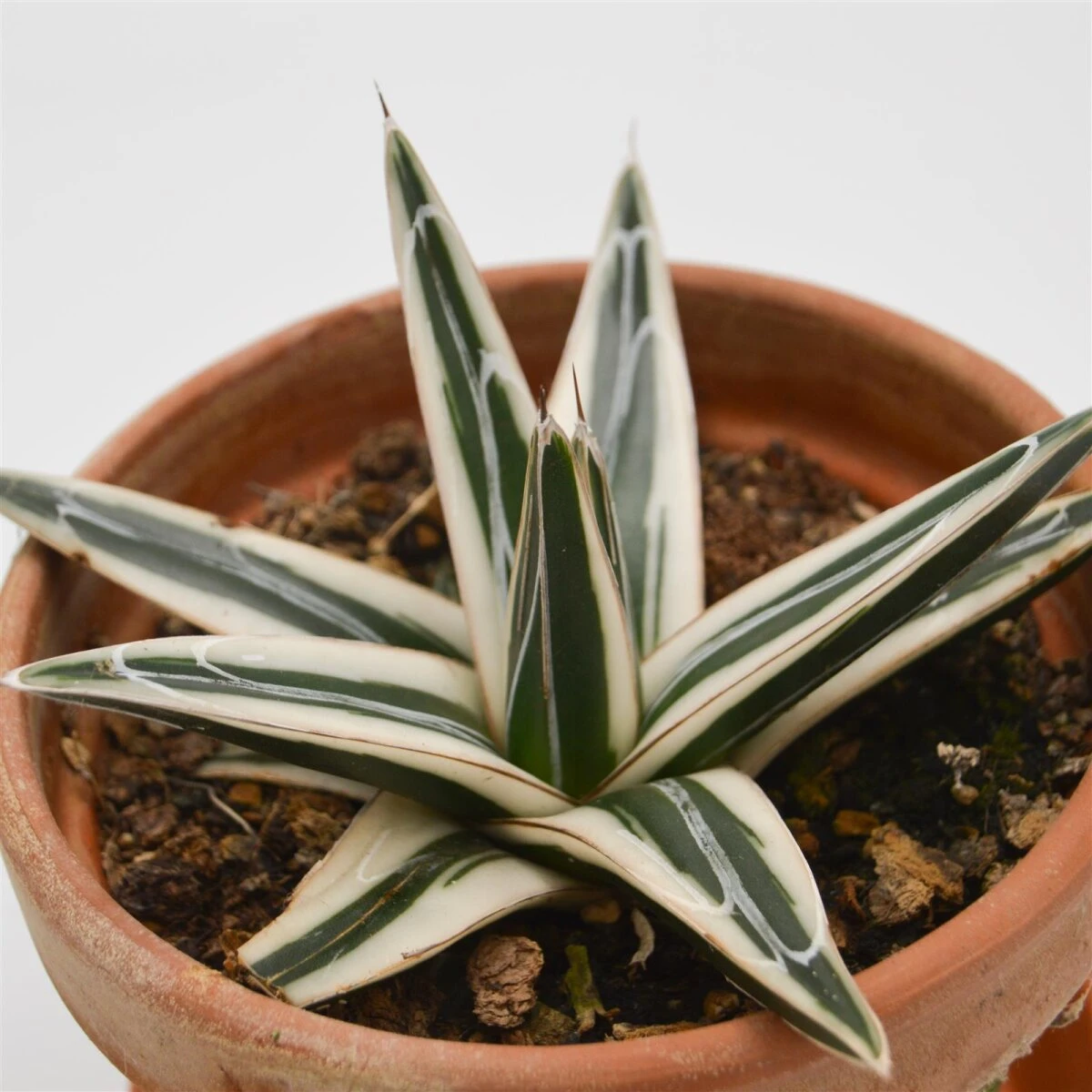 Agave Victoriae-reginae White Rhino - 13cm Im Tontopf 1 Agave Victoriae-reginae White Rhino - 13cm Im Tontopf