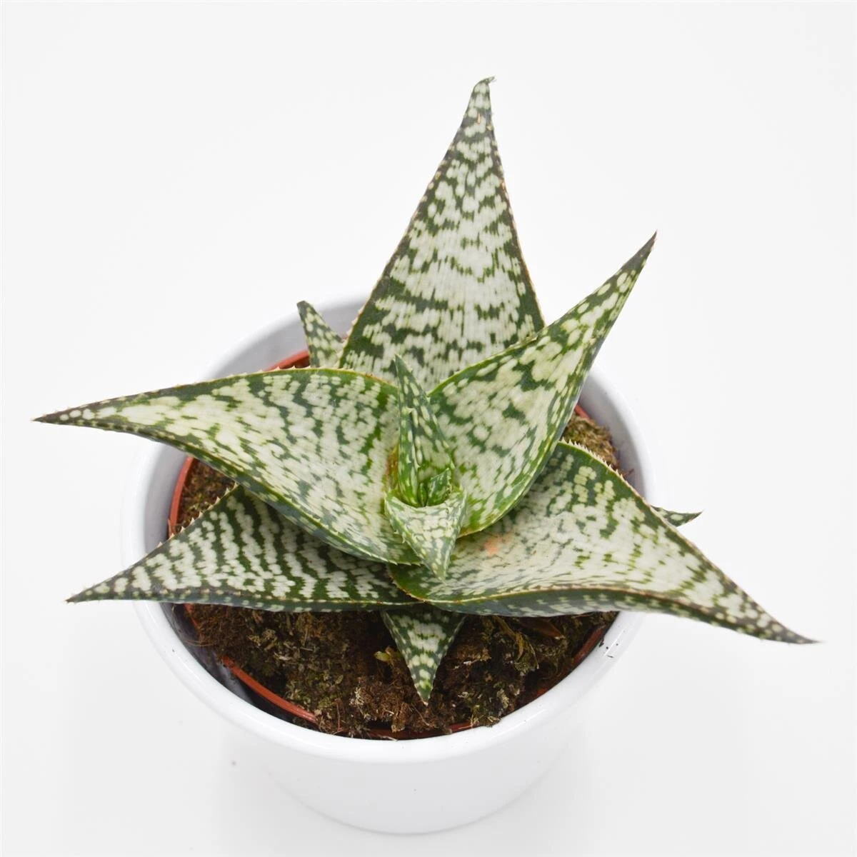 Aloe Aculeata Wilderness - 10,5cm 2 Aloe Aculeata Wilderness - 10,5cm – Bild 2