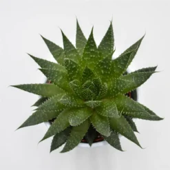 Aloe Akila - 10,5cm