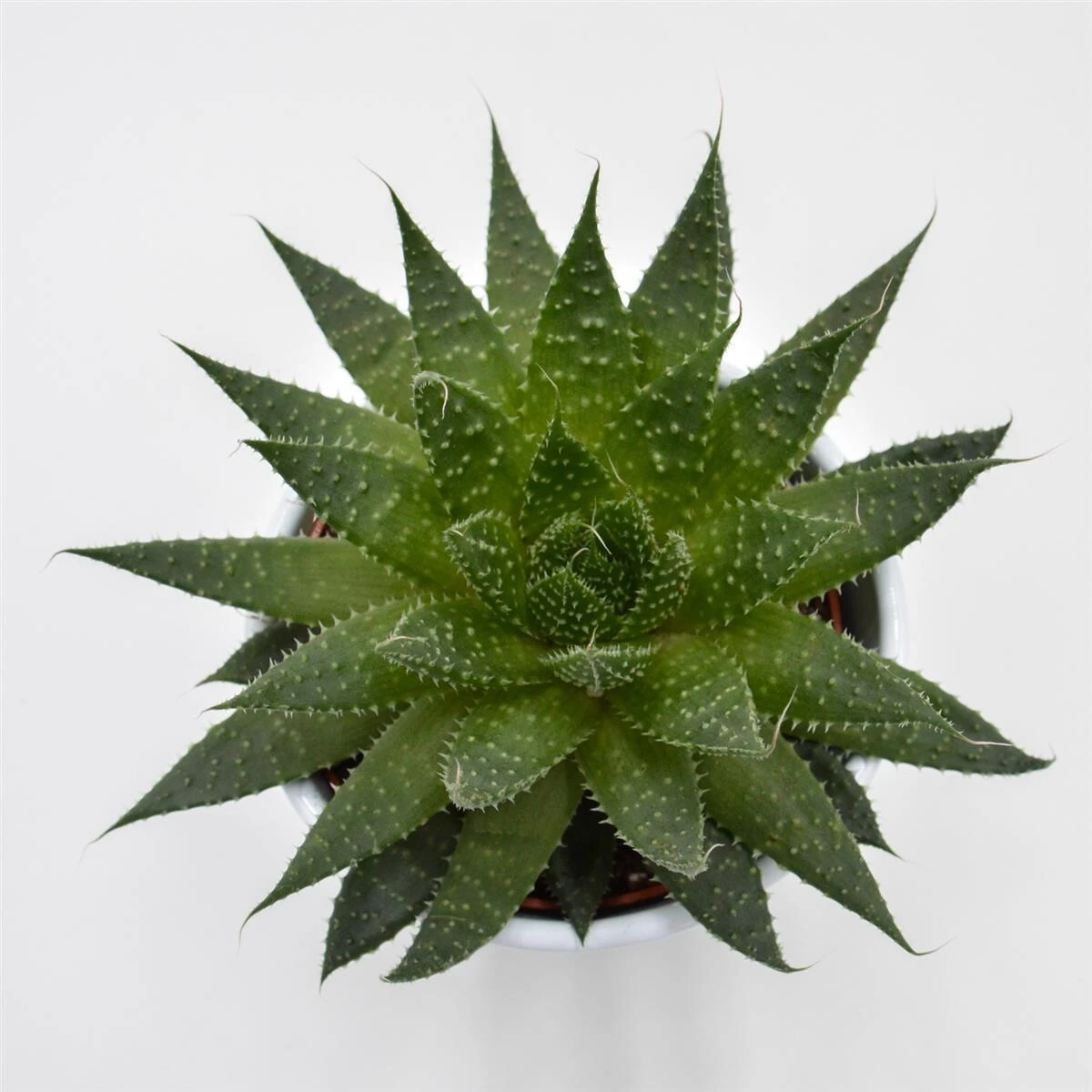 Aloe Akila - 10,5cm 1 Aloe Akila - 10,5cm
