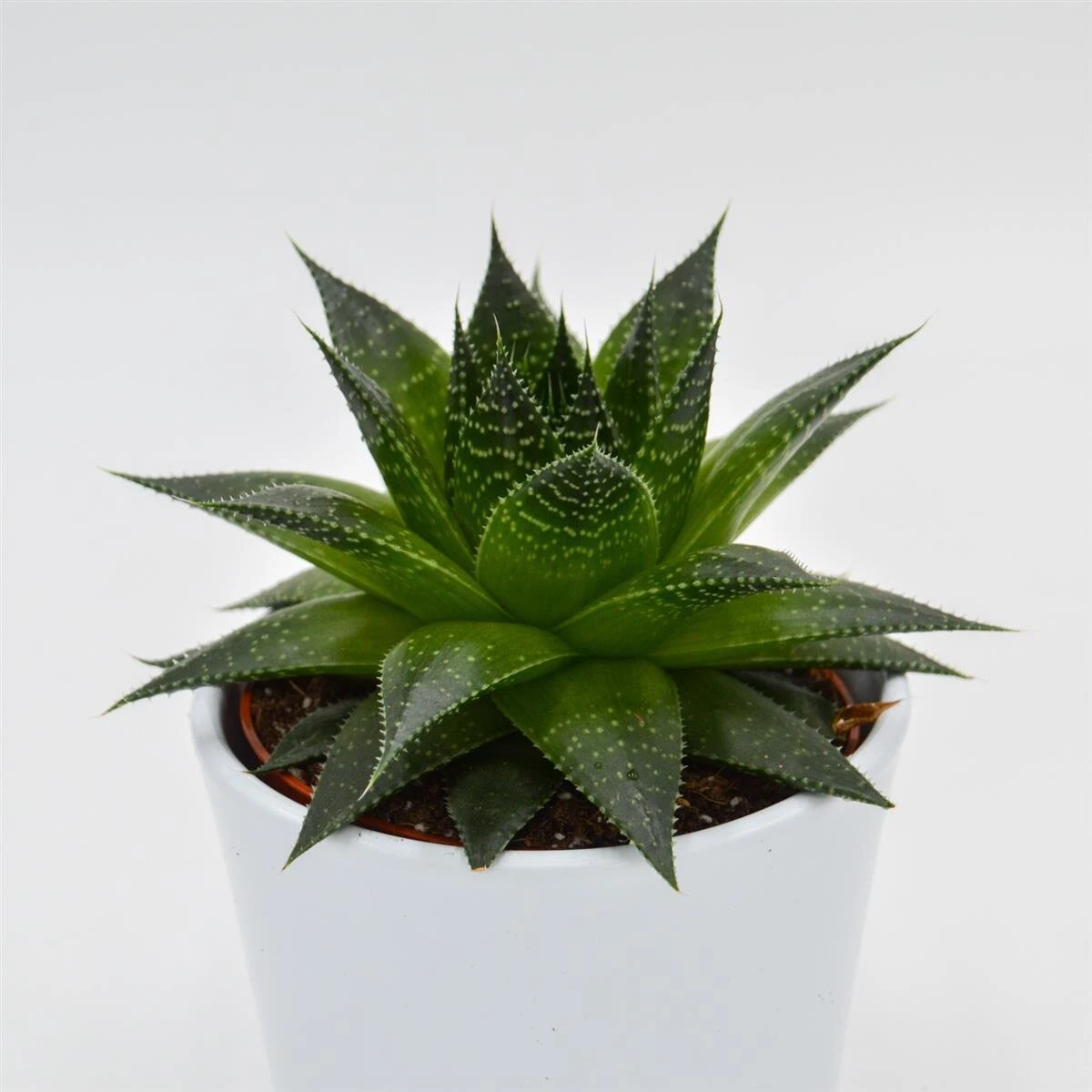 Aloe Ami - 10,5cm 1 Aloe Ami - 10,5cm