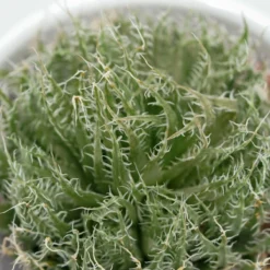 Aloe Arachnoidea - 5,5cm