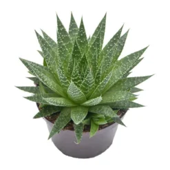 Aloe Aristata - 12cm