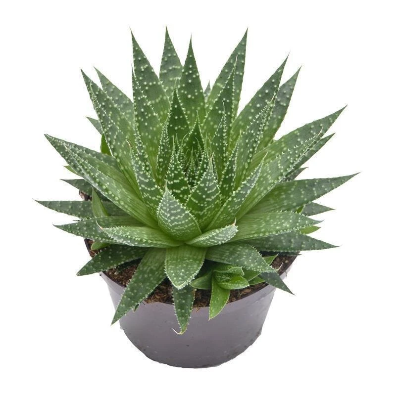 Aloe Aristata - 12cm 1 Aloe Aristata - 12cm