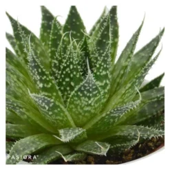 Aloe Aristata - 5,5cm -Pflanzfreu Verkaufsgeschäft aloe aristata 5cm