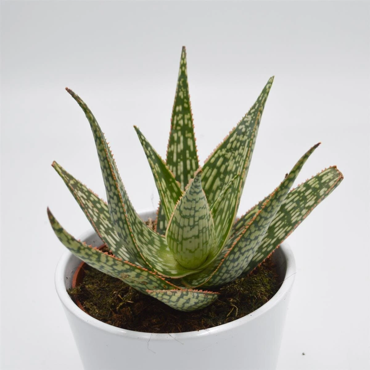 Aloe Carola - 10,5cm 1 Aloe Carola - 10,5cm