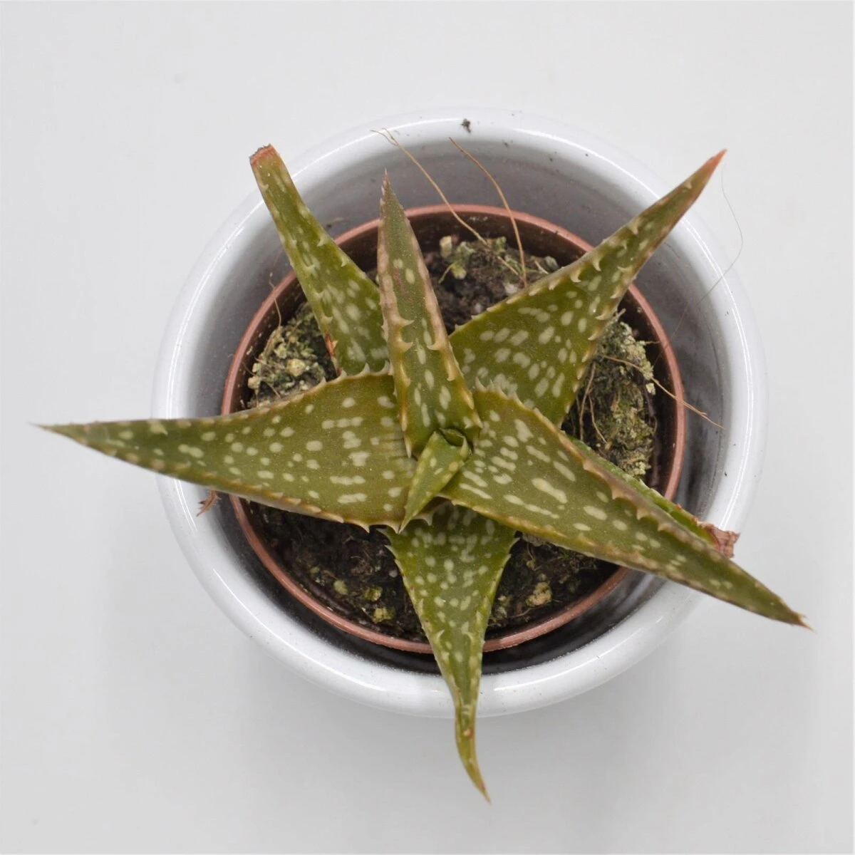 Aloe Contina - 5,5cm 1 Aloe Contina - 5,5cm