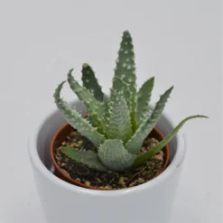Aloe Humilis - 5,5cm