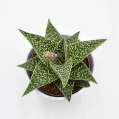 Aloe Somaliensis - 10,5cm