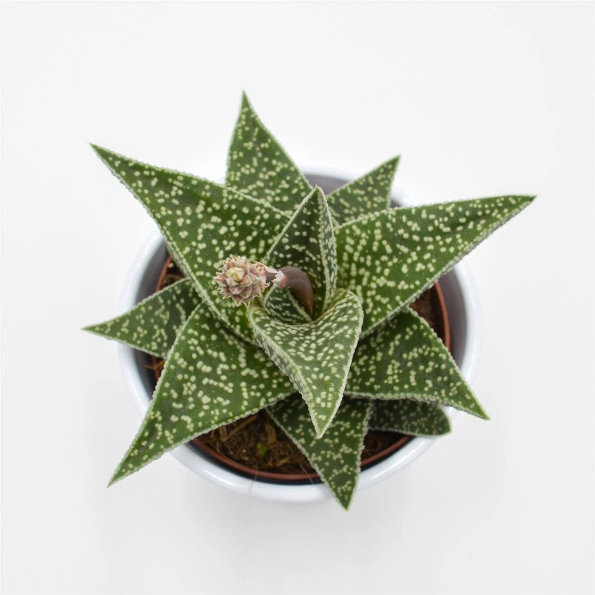 Aloe Somaliensis - 10,5cm 1 Aloe Somaliensis - 10,5cm