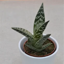 Aloe Variegata - 8,5cm