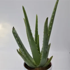 Aloe Vera - 12cm