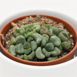 Aloinopsis Schooneesii - 8,5cm
