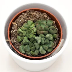 Aloinopsis Schooneesii - 8,5cm -Pflanzfreu Verkaufsgeschäft aloinopsis schooneesii 8cm2