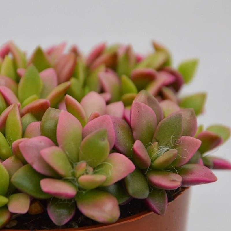 Anacampseros Rufescens Subsp. Variegata - 9cm 2 Anacampseros Rufescens Subsp. Variegata - 9cm – Bild 2