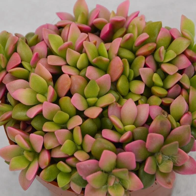 Anacampseros Rufescens Subsp. Variegata - 9cm 4 Anacampseros Rufescens Subsp. Variegata - 9cm – Bild 4