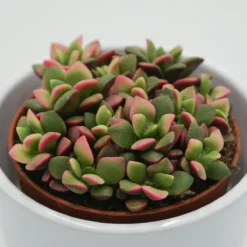 Anacampseros Rufescens Subsp. Variegata - 9cm 6 Anacampseros Rufescens Subsp. Variegata - 9cm -Pflanzfreu Verkaufsgeschäft anacampseros rufescens subsp variegata 9cm3