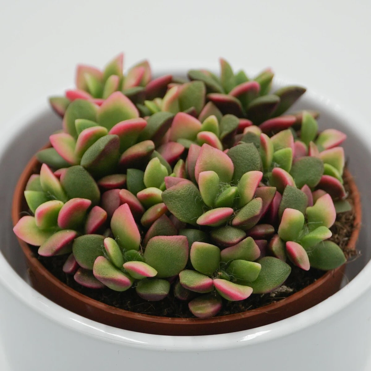 Anacampseros Rufescens Subsp. Variegata - 9cm 3 Anacampseros Rufescens Subsp. Variegata - 9cm – Bild 3