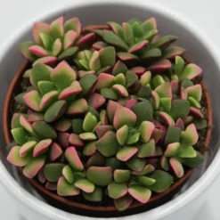 Anacampseros Rufescens Subsp. Variegata - 9cm