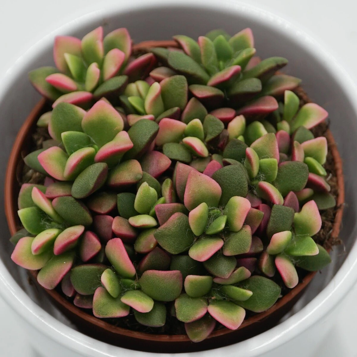 Anacampseros Rufescens Subsp. Variegata - 9cm 1 Anacampseros Rufescens Subsp. Variegata - 9cm