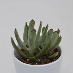 Cotyledon Octopus - 8,5cm
