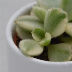 Cotyledon Tomentosa Variegata - 5,5cm