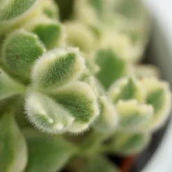 Cotyledon Tomentosa Variegata - 8,5cm