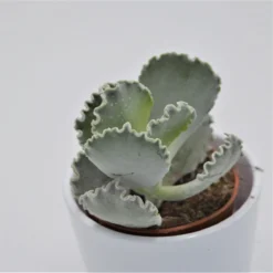 Cotyledon Undulata - 8,5cm
