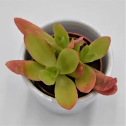 Crassula Capitella Campfire - 5,5cm -Pflanzfreu Verkaufsgeschäft crassula capitella campfire 5cm2