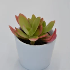 Crassula Capitella Campfire - 5,5cm