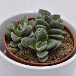 Crassula Coralita - 8,5cm