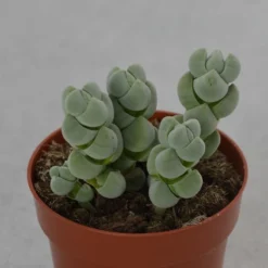 Crassula Deceptor - 8,5cm