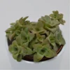 Crassula Green Trumpet - 8,5cm