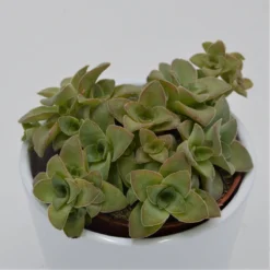 Crassula Green Trumpet - 8,5cm