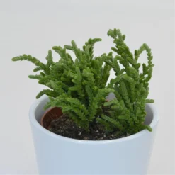 Crassula Lycopodioides - 8,5cm