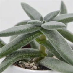 Pflanzfreu Verkaufsgeschäft -Pflanzfreu Verkaufsgeschäft crassula mesembryanthemoides tenelli 6cm2